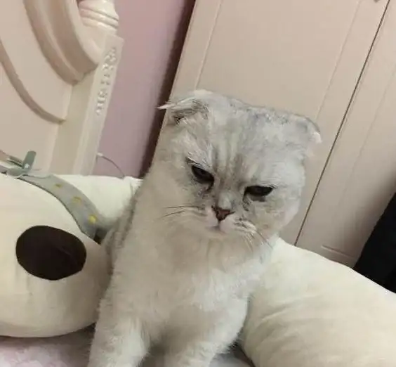 想要一款简单高效的录屏工具？这款APP绝对是你的不二之选！
