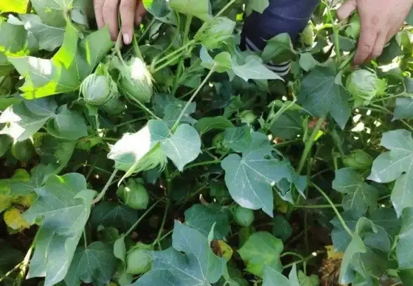 带宽优化,资源调度-棉花云机房带宽利用率与弹性分配策略