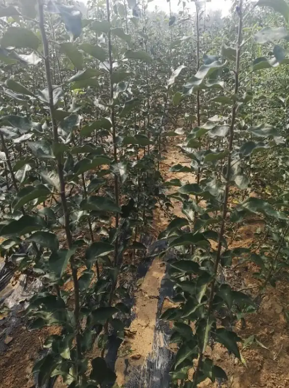 热门攻略✦英雄技巧✦实用教学 LOL永恩多路开花 迅刃永恩全面打法解析！