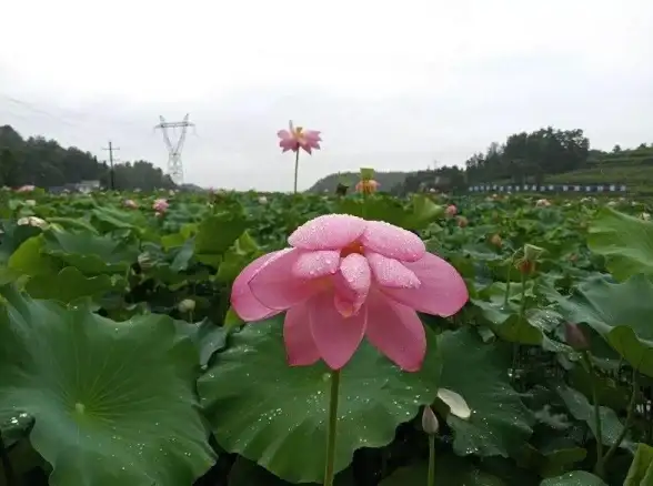 农场交流🌱作物养护技巧，分享高效农业管理方法