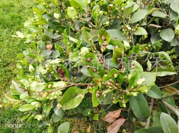 昆虫攻略●捕捉技巧●稀有现象 心动小镇异色瓢虫出现规律与捕获秘诀揭秘
