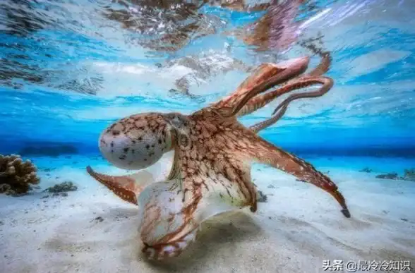 钓鱼达人▸绝佳秘境▸必看心动小镇幽光章鱼全攻略，钓点大全！