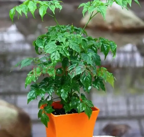 热爱种植却缺乏专业指导？让这款智能花草识别APP来帮你！
