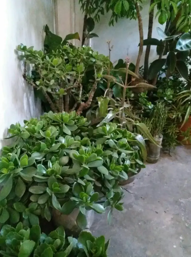 热爱种植却缺乏专业指导？让这款智能花草识别APP来帮你！