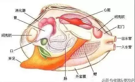 备考缺少优质资源？扇贝考研的真题与知识点库难道不是你的最佳选择？