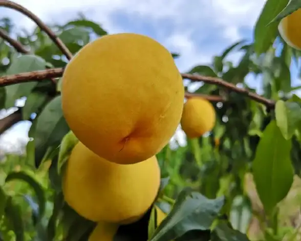 还在为电视直播发愁？蚂蚁直播APP难道不是你的理想解决方案？