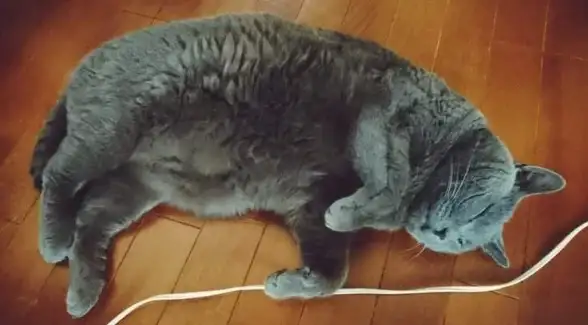 想拥有专属睡眠猫屋？试试呼噜猫舍，让云养猫治愈你的失眠！