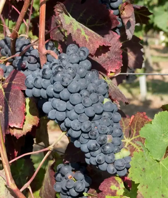 想要轻松选购世界各地知名红酒？快来下载红酒世界APP吧！