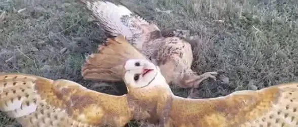 想要提升吃鸡游戏体验？试试和平狗子助手APP的超高帧率与画质优化功能吧！