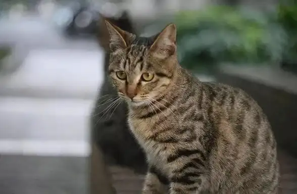 想找医疗行业好工作？医聘猫的智能职位匹配和在线面试功能你试过了吗？
