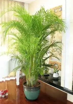 植物大战僵尸抽卡版最新版本下载指南与玩法攻略详解