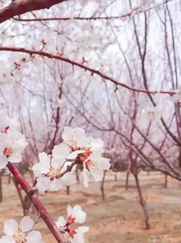 畅玩乐缤纷庄园｜深度剖析🔥氪金影响揭秘｜必看攻略分享