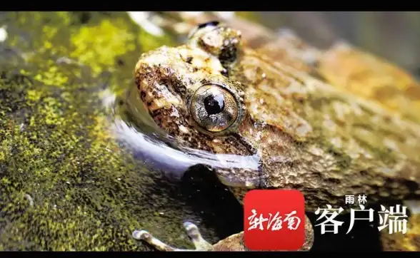想拥有一个专属的漫画宝库？漫蛙manwa2满足你对漫画的所有幻想！