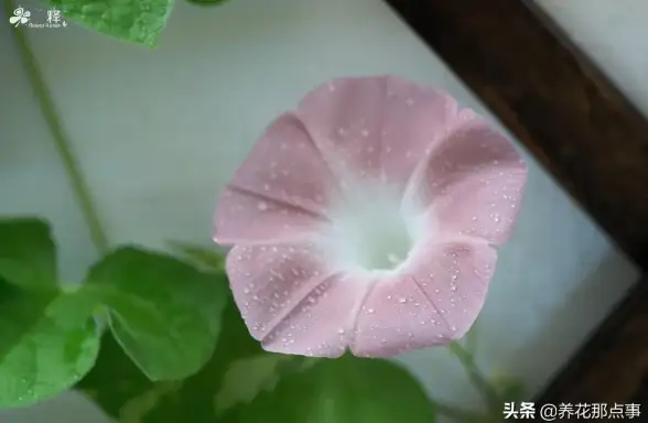 还在为本地部署QwQ-32B发愁？试试Ollama这款开源语言模型神器！