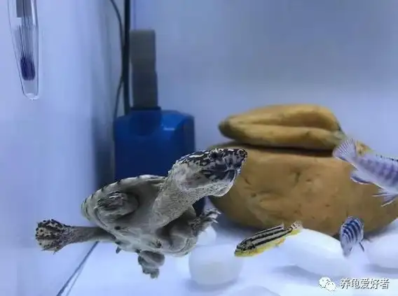 想和养龟爱好者畅聊心得？试试“龟友天下”吧！