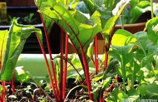 想轻松享受电视直播和海量点播？叶子TV不就是你的最佳选择吗？