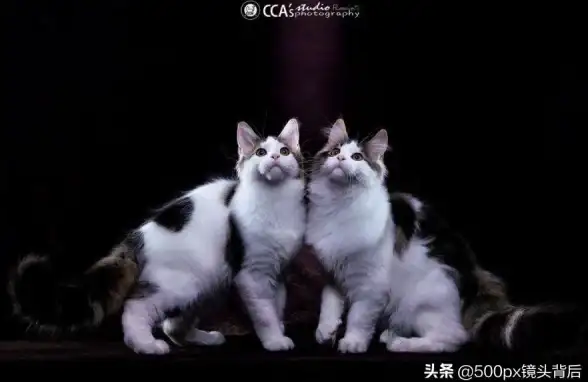 渴望点评优质照片并与摄影爱好者互动？500px中国版不就是你的理想之选？