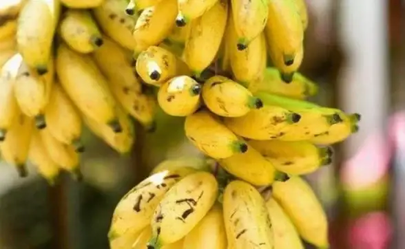 谁说手机搜索不能全能？香蕉浏览器就是你的快捷全能助手！