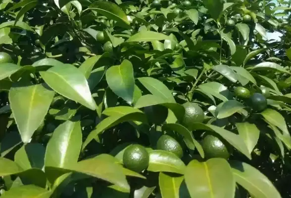 还在为记账烦恼？试试叨叨记账APP，轻松管理你的钱袋子！