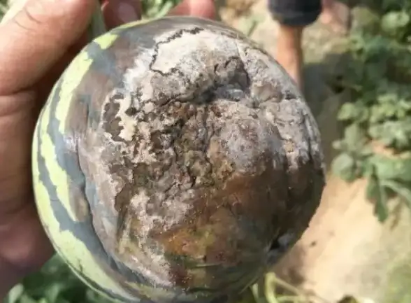 短视频精选｜手机安装西瓜视频，精彩短视频一网打尽