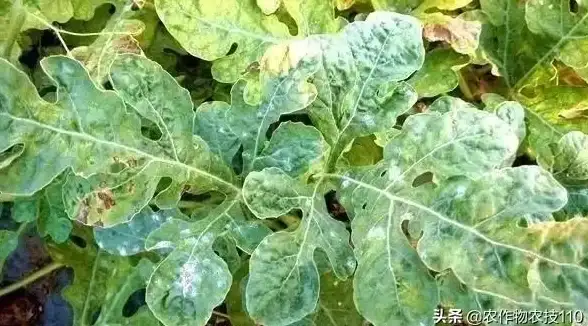 短视频精选｜手机安装西瓜视频，精彩短视频一网打尽