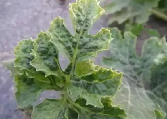 短视频精选｜手机安装西瓜视频，精彩短视频一网打尽