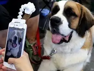 想和宠物无障碍交流？试试猫狗畅聊翻译器，上百种猫语狗语一键翻译！