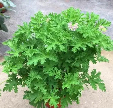 蚊子总在身边嗡嗡？驱蚊大师一键解决你的困扰！