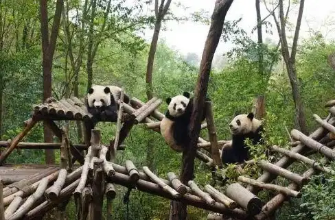 游戏下载 动物园之星手机版下载及安装教程详解