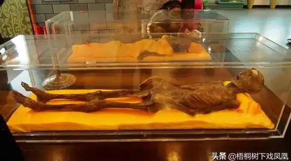 探险🔥稀有启示🔥藏宝指南 精灵之森高级宝箱全位置详解攻略
