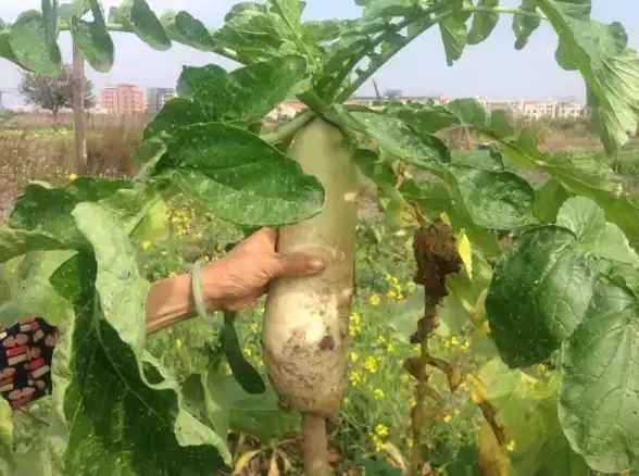 农业秘籍🌾丰收季节最佳农作物黄金搭配技巧揭秘