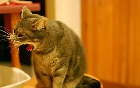 一键仿苹果主题的彩虹猫Pro，你的安卓桌面难道不心动？