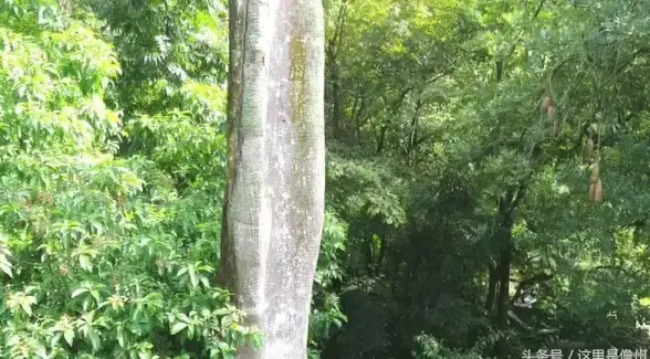 攻略指南🔥怪物猎人PC暂停游戏快捷键设置技巧详解
