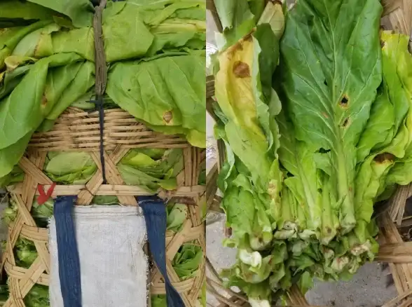 找资源总是费时费力？为何不试试资源帮APP，一键解决你的需求？