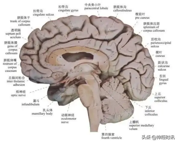 还在为找不到学习助手发愁？解剖模型Body软件怎能错过？