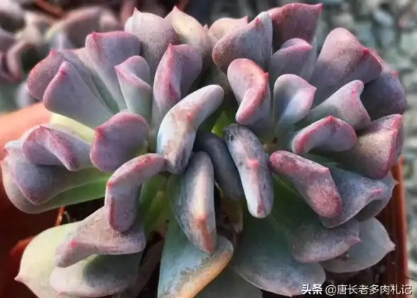 下载速度慢？试试比特精灵，测速管理双管齐下，告别等待！