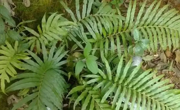 想轻松管理小米电视应用？野草助手小米专用版怎能错过？