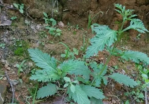 海信&小米电视用户必备！野草助手TV版如何让你秒装应用？