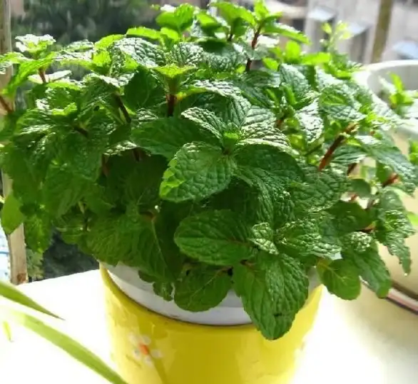 夏天怕蚊子？驱蚊神器APP一键驱蚊，守护你的每一刻！