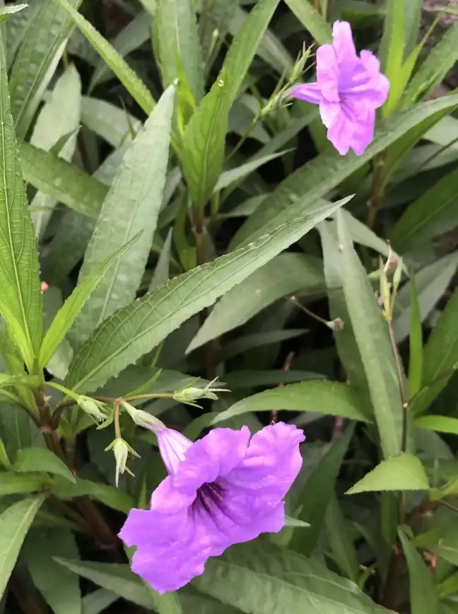 还在为不认识植物发愁？花花草草APP一键拍照识别，轻松成为植物达人！